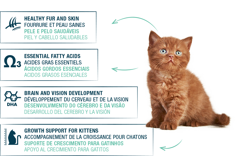 PAG-PRODUTOS_claims_Tasty-kitten