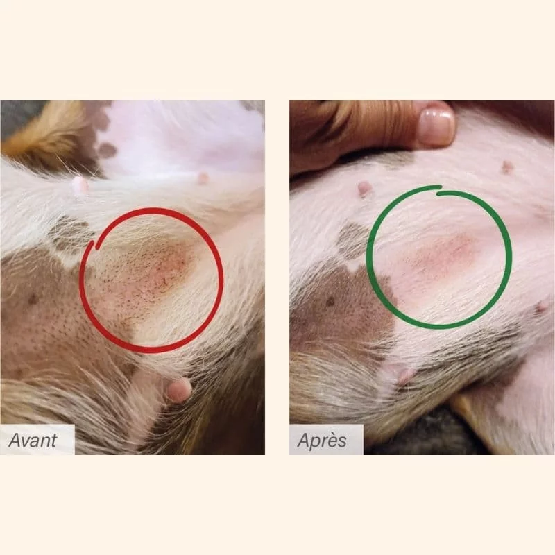 protect-chien-dermato (3)